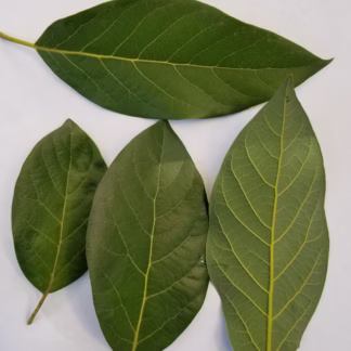 Mexican Avocado Leaves (Hoja de Aguacate) – Authentic Dried Whole Leaves 30g