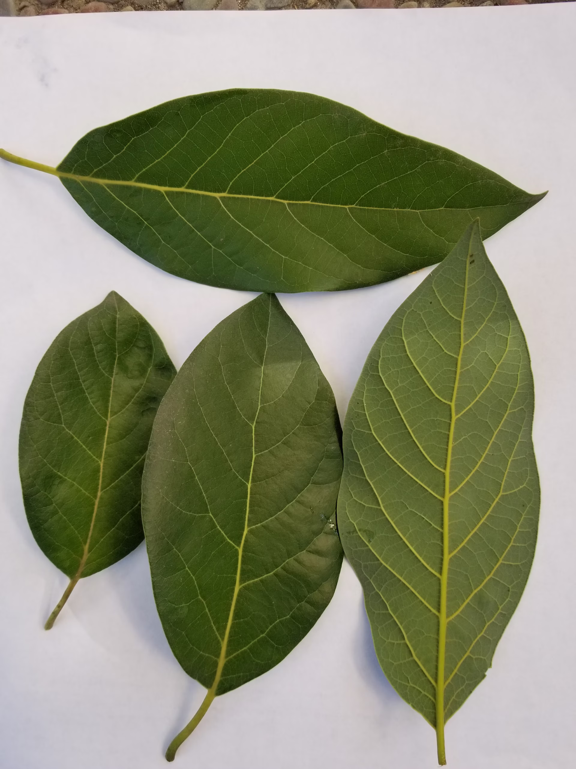 Mexican Avocado Leaves (Hoja de Aguacate) – Authentic Dried Whole Leaves 30g